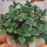 ΔΥΟΣΜΟΣ 10gr | Σπόροι- Βολβοί>Σπόροι Αρωματικών - Supergarden.gr