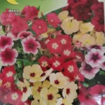 ΦΛΟΞ 1gr | Σπόροι- Βολβοί>Σπόροι Ανθέων - Supergarden.gr