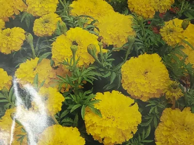 ΚΑΤΗΦΕΣ PALLA D'ORO 0.9gr | Σπόροι- Βολβοί>Σπόροι Ανθέων - Supergarden.gr