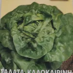ΜΑΡΟΥΛΙ ΣΑΛΑΤΑ ΚΑΛΟΚΑΙΡΙΝΗ 7gr | Σπόροι- Βολβοί>Σπόροι Λαχανοκομικών - Supergarden.gr