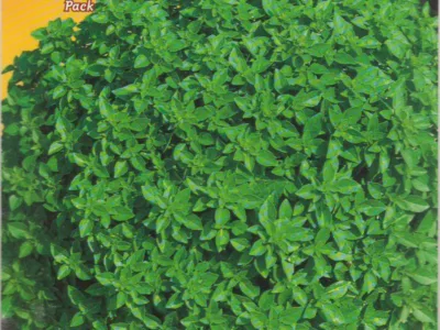 ΒΑΣΙΛΙΚΟΣ ΣΤΕΝΟΦΥΛΛΟΣ FOGLIA FINE VERDE COMPATTO 3gr | Σπόροι- Βολβοί>Σπόροι Αρωματικών - Supergarden.gr