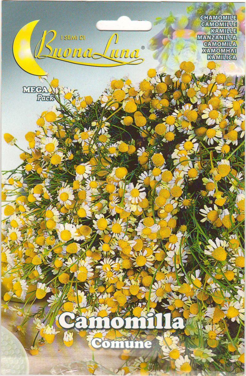 ΧΑΜΟΜΗΛΙ- CAMOMILLA comune 5gr ΧΑΜΟΜΗΛΙ- CAMOMILLA comune 5gr | Σπόροι- Βολβοί>Σπόροι Αρωματικών - Supergarden.gr