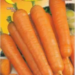 ΚΑΡΟΤΟ NANTESE DI CHIOGGIA 2 5gr | Σπόροι- Βολβοί>Σπόροι Λαχανοκομικών - Supergarden.gr