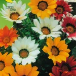 ΓΚΑΖΑΝΙΑ 0.15gr | Σπόροι- Βολβοί>Σπόροι Ανθέων - Supergarden.gr