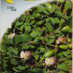 ΚΑΠΠΑΡΗ 9gr | Σπόροι- Βολβοί>Σπόροι Αρωματικών - Supergarden.gr