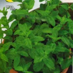 MENTA 5gr | Σπόροι- Βολβοί>Σπόροι Αρωματικών - Supergarden.gr