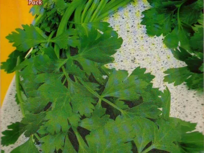 ΜΑΪΝΤΑΝΟΣ ΓΙΓΑΣ 17gr | Σπόροι- Βολβοί>Σπόροι Λαχανοκομικών - Supergarden.gr