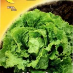 ΜΑΡΟΥΛΙ ICEBERG 7gr | Σπόροι- Βολβοί>Σπόροι Λαχανοκομικών - Supergarden.gr