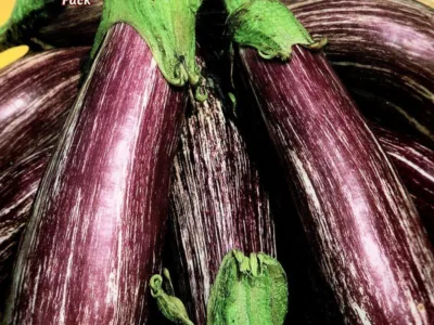 ΜΕΛΙΤΖΑΝΑ TSAKONIKI 8gr | Σπόροι- Βολβοί>Σπόροι Λαχανοκομικών - Supergarden.gr