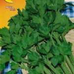 ΣΕΛΙΝΟ 12gr | Σπόροι- Βολβοί>Σπόροι Λαχανοκομικών - Supergarden.gr