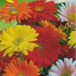 ΖΕΡΜΠΕΡΑ 0.05gr | Σπόροι- Βολβοί>Σπόροι Ανθέων - Supergarden.gr