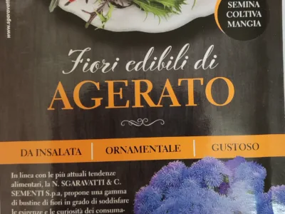 ΣΠΟΡΟΙ ΒΡΩΣΙΜΟΥ ΑΝΘΟΥΣ ΑΓΗΡΑΤΟ (AGERTAO) 9gr | Σπόροι- Βολβοί>Σπόροι Ανθέων - Supergarden.gr