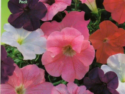 ΠΕΤΟΥΝΙΑ ΜΙΧ 0.2gr | Σπόροι- Βολβοί>Σπόροι Ανθέων - Supergarden.gr